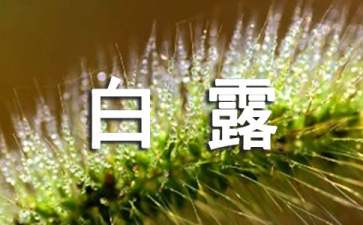 白露吃什么水果