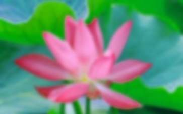 荷花教案模板八篇