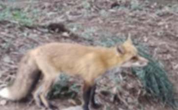 猴画狐狸寓言故事