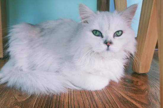 猫咪踩奶是什么意思，宠物猫踩奶的科学解释