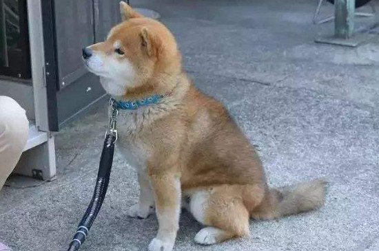 柴犬白手套为什么不好