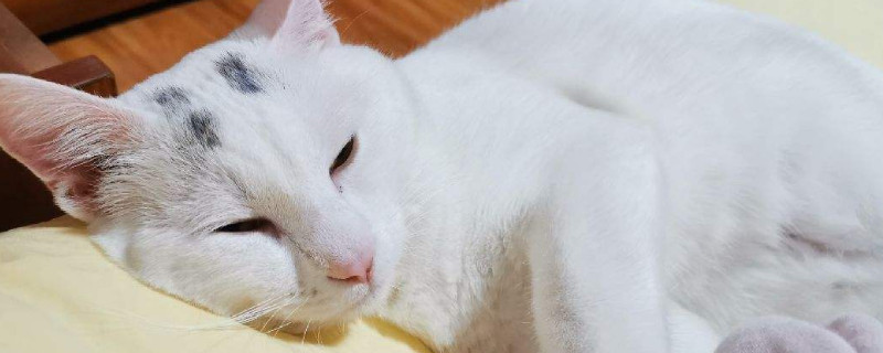 猫吃生肉的好处和坏处