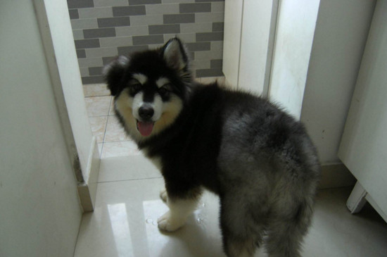 阿拉斯加犬能长多大