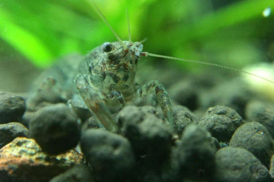 大和藻虾一般放几只