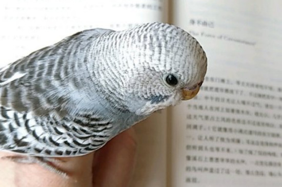 虎皮鹦鹉讨厌人的表现