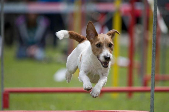 杰克罗素梗犬优缺点
