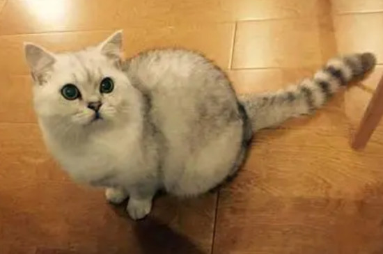 渐层是美短还是英短