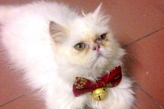 猫伤心的表现