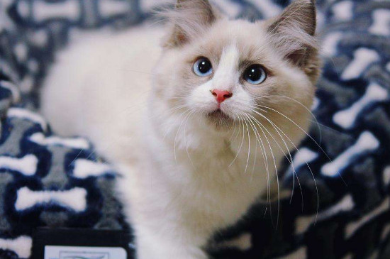 刚出生的猫咪需要打什么针