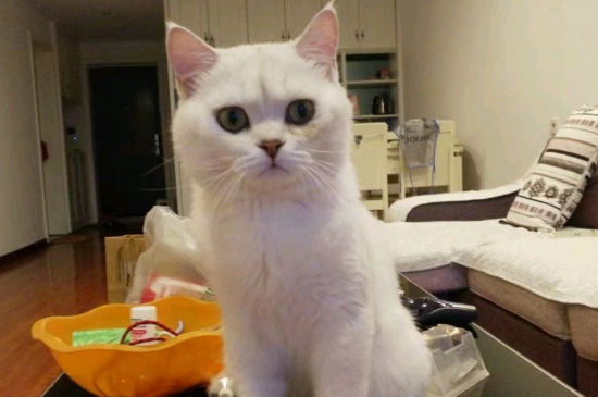 猫咪发情表现