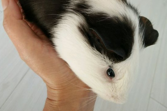 荷兰猪爱掉毛怎么办
