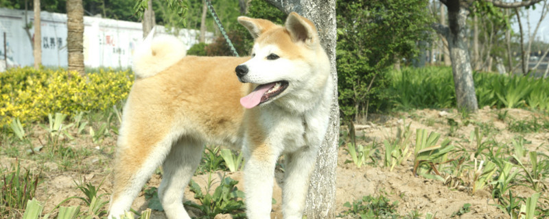 怎样让秋田犬认新主人