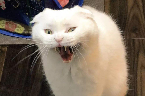 猫咪恨主人的十种表现