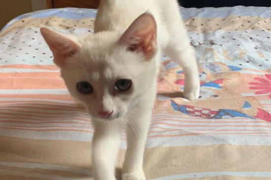 猫腹水症状