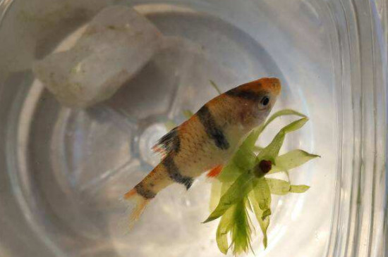 青苔鼠鱼怎么养?