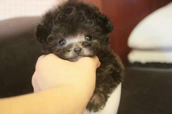 茶杯犬掉毛有多严重