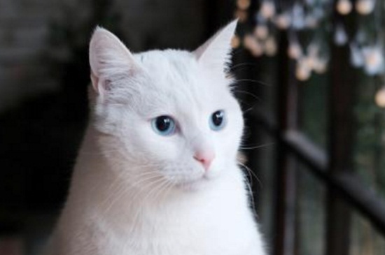 猫可以吃菠萝吗