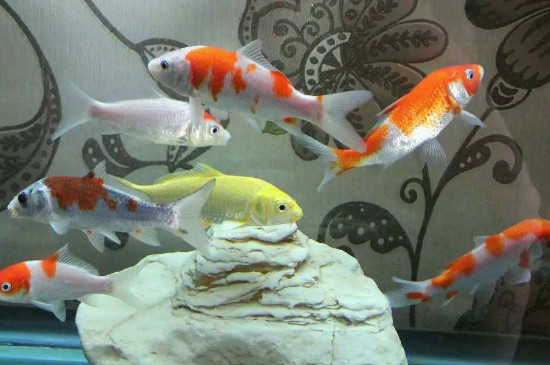 锦鲤鱼身上烂了怎么办