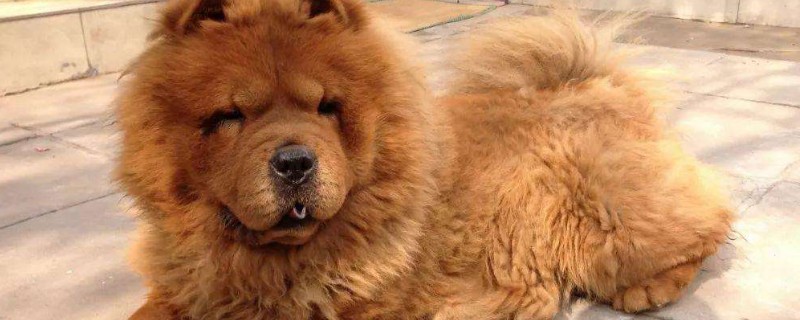 松狮犬会攻击主人吗