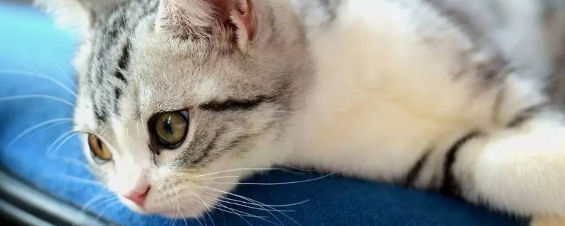 猫咪吐毛球是什么样的
