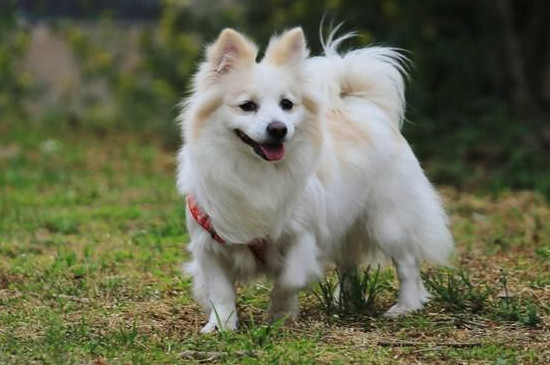 德国狐狸犬有什么缺点