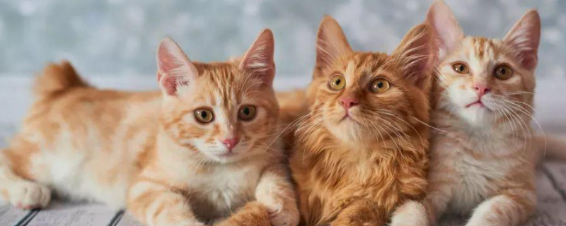 猫见了老鼠为什么拔腿就跑