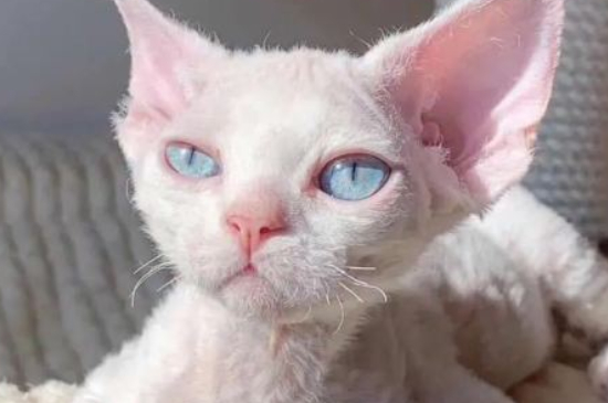 不掉毛的猫猫品种