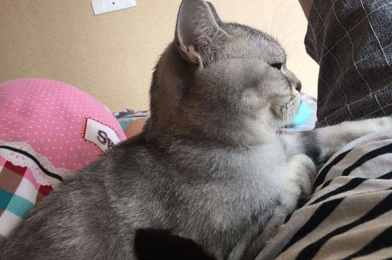 猫咪多久能听懂名字，怎么训练猫咪知道自己的名字