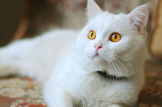 经常打猫的后果严重，猫被打狠了会怎么样