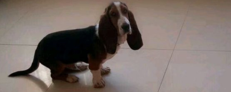 巴吉度犬适合家养吗