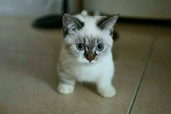 猫怕什么气味一闻就跑