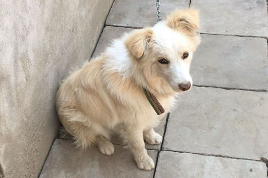 适合家养的大型犬