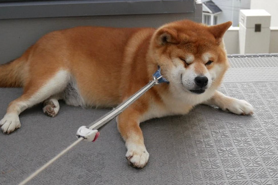 狗能吃红枣吗