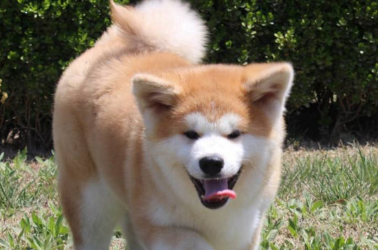 秋田犬适合家养吗