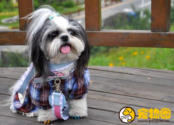 西施犬这种狗聪明吗，怎样给西施狗梳理剪毛