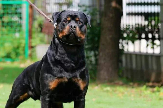短毛大型犬有哪些品种