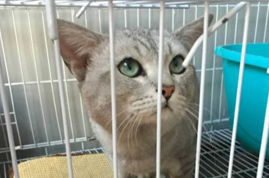 猫瘟试纸一深一浅