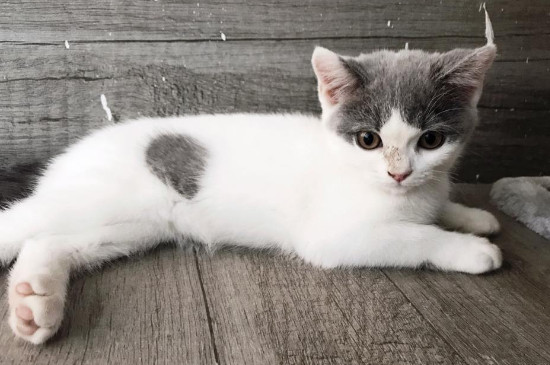 猫藓是什么，猫咪得猫藓的症状