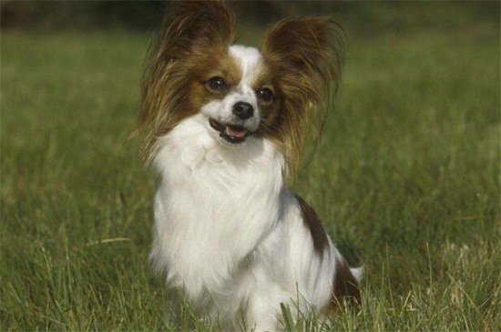 蝴蝶犬的寿命有多少年，平均寿命在12～13年左右