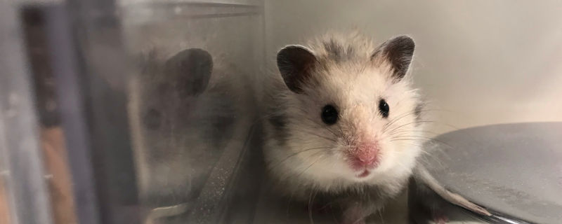 仓鼠死后怎么处理