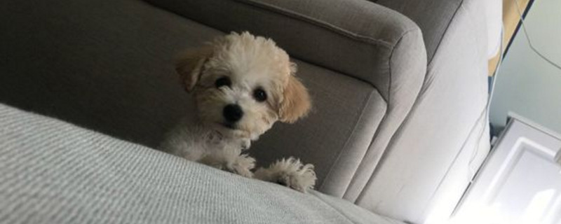 比熊幼犬睡眠时间