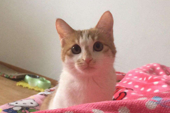 母猫做绝育危险吗