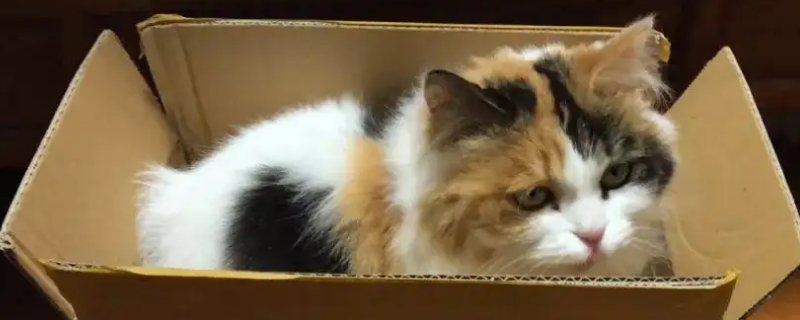 如何除猫跳蚤