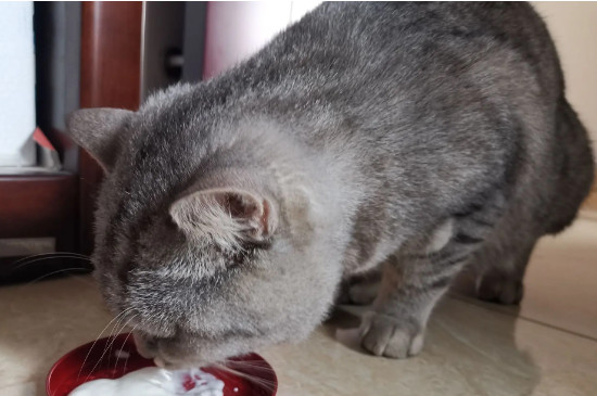 猫咪可以喝安慕希酸奶吗