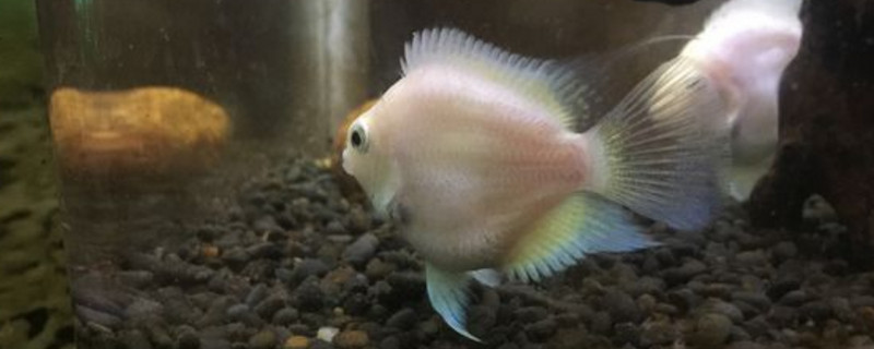 迷你鹦鹉起飞后几天喂食