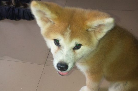 秋田犬认主人需要多久