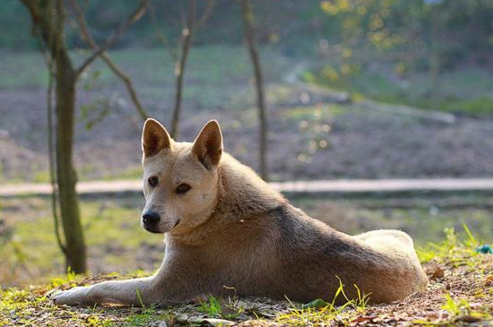 土狗怕冷吗
