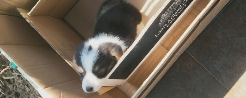 狗狗生产前流粘液