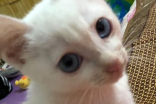 猫下巴肿了一个大包