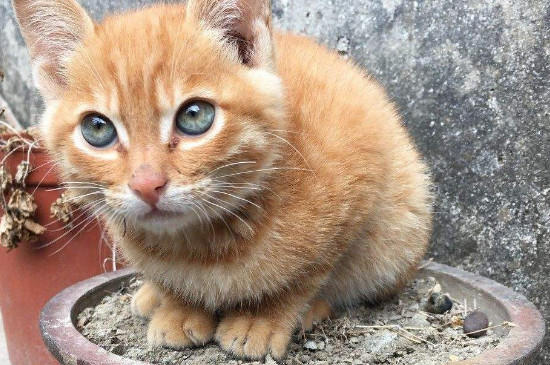 猫咪母鸡蹲是肚子疼吗